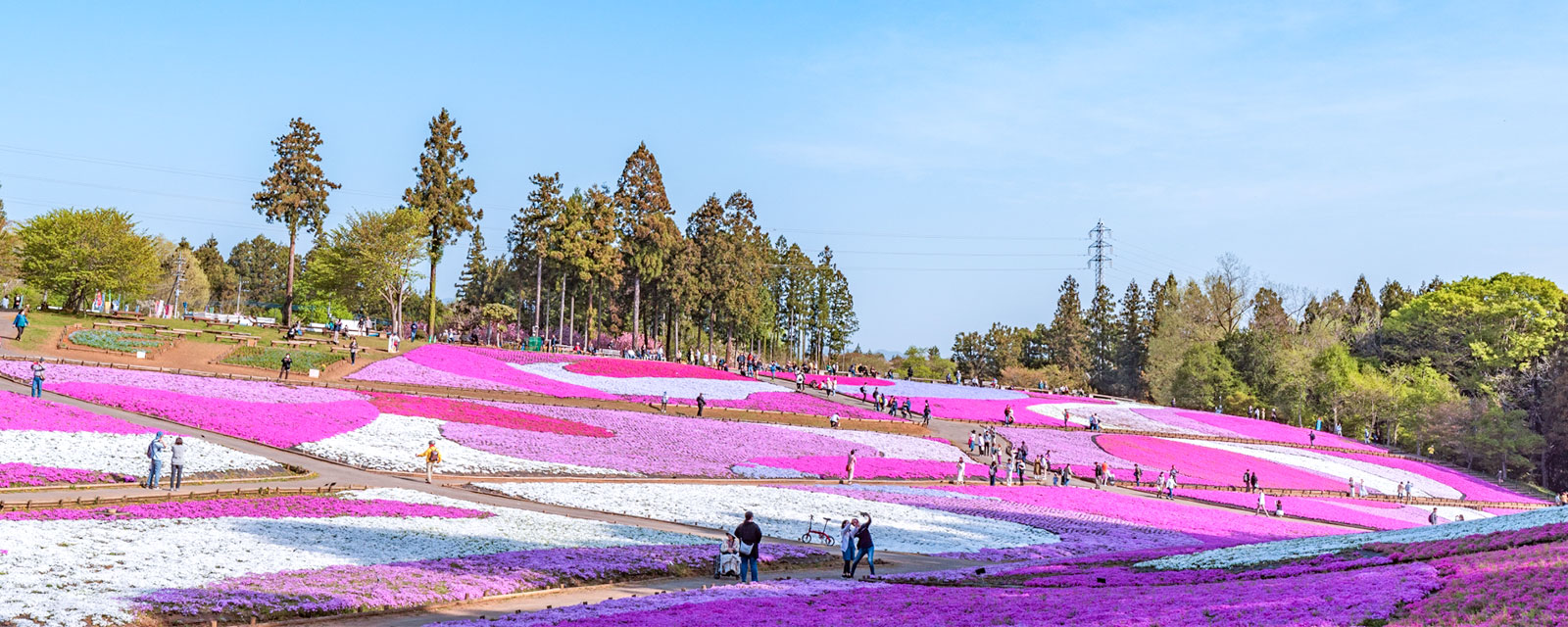 芝桜が有名な羊山公園